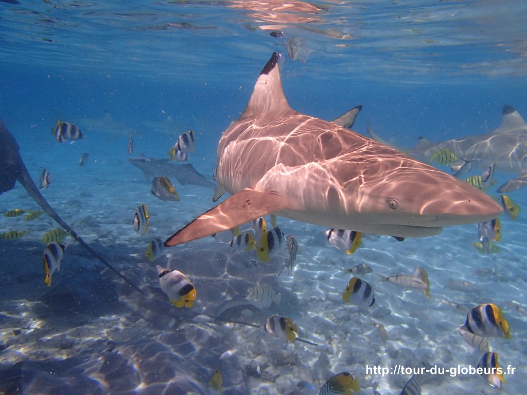 Bora bora : Requins pointes noires et Raie