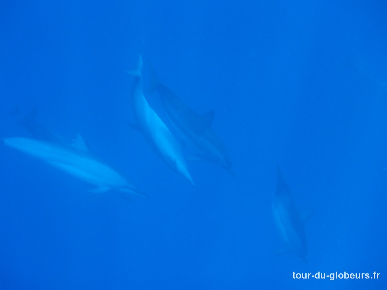Moorea - dauphins
