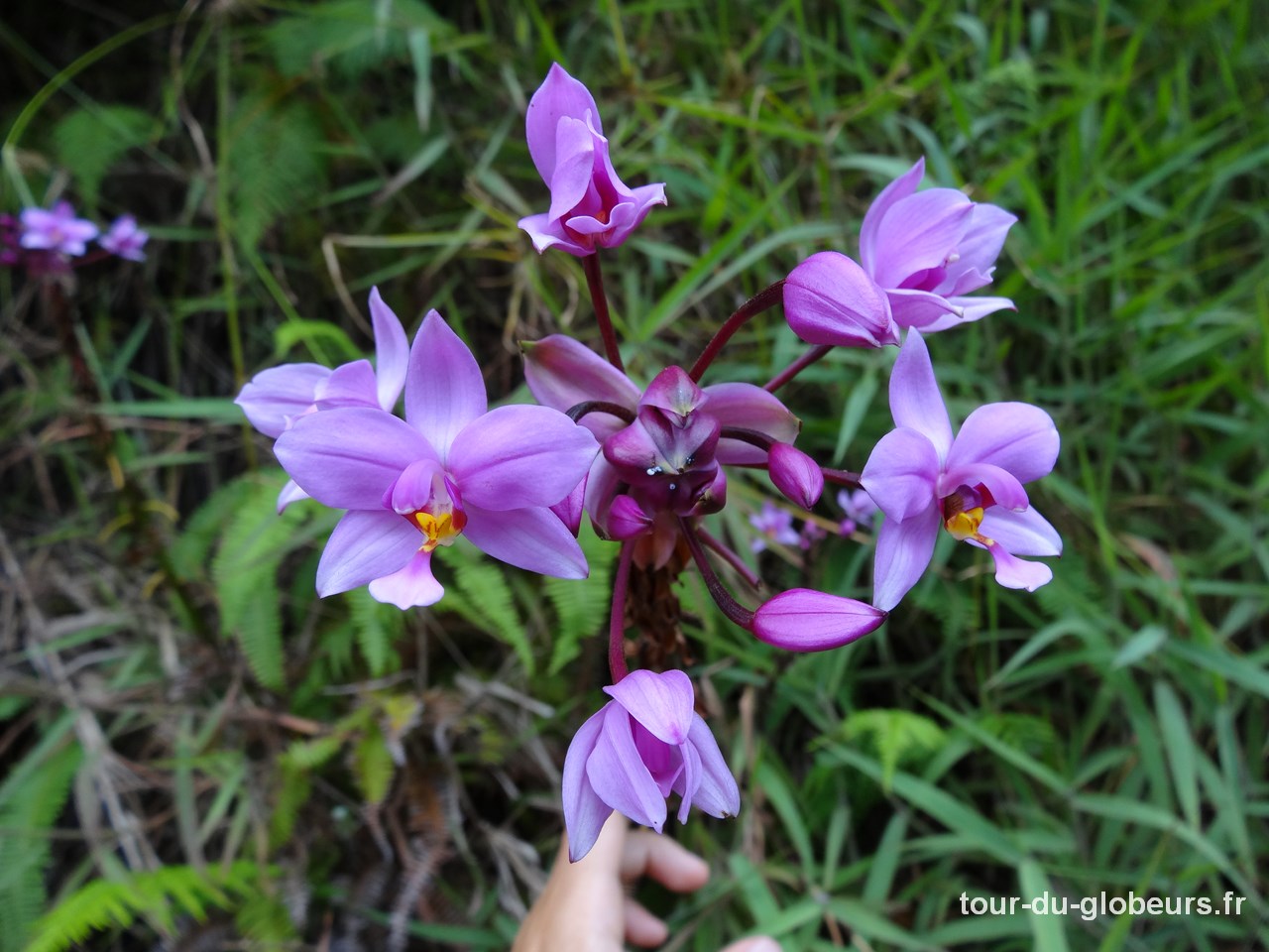 Marquises - Fatu Hiva - Orchidées bord de route